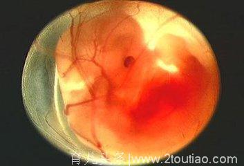 十月怀胎，胎儿发育的过程图，每个月都是什么样子？