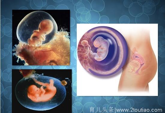 十月怀胎，胎儿发育的过程图，每个月都是什么样子？