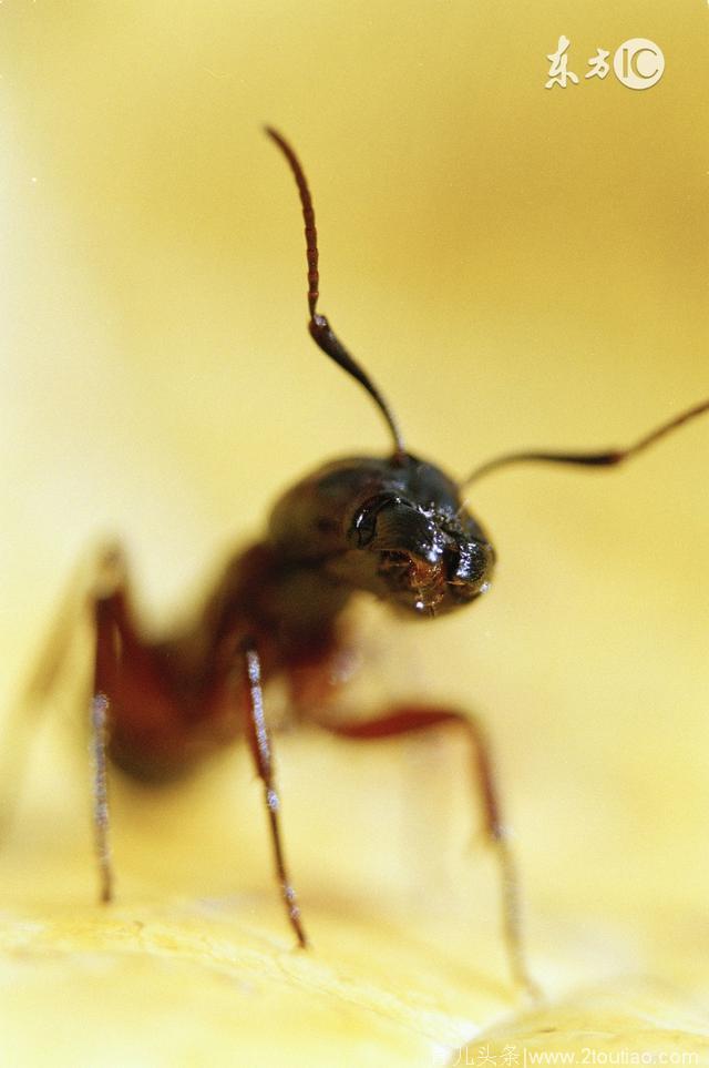 警惕：黄色透明状小蚂蚁咬人后奇痒，红肿或致过敏