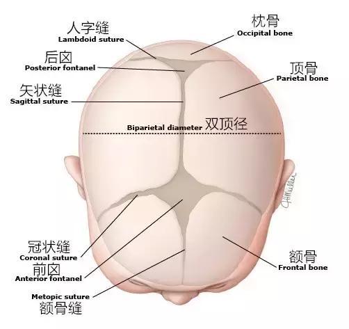 囟门摸一下不会变傻，但还真有些问题你要注意