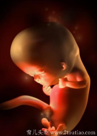 3D孕育的形成 清晰知道每一周 宝宝的状态 快来点击收藏吧！