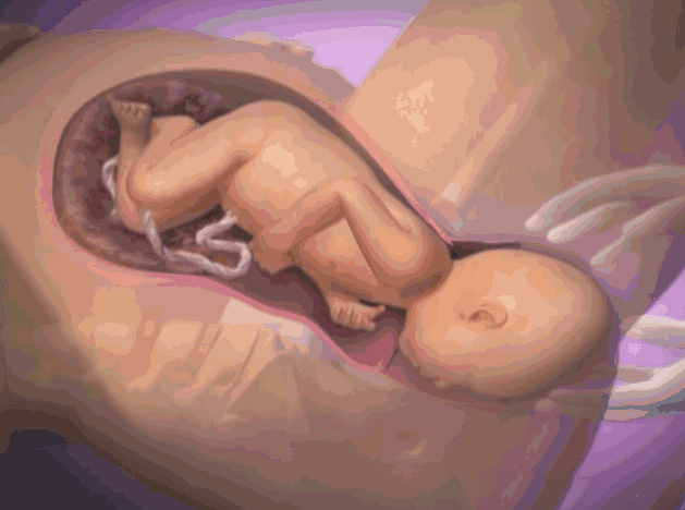 宝宝从娘肚子里出生的全过程，看过的人都哭了！