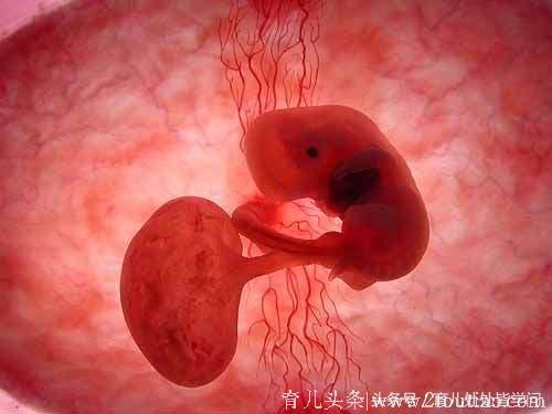 为何腹中胚胎会停止发育？该如何去预防？