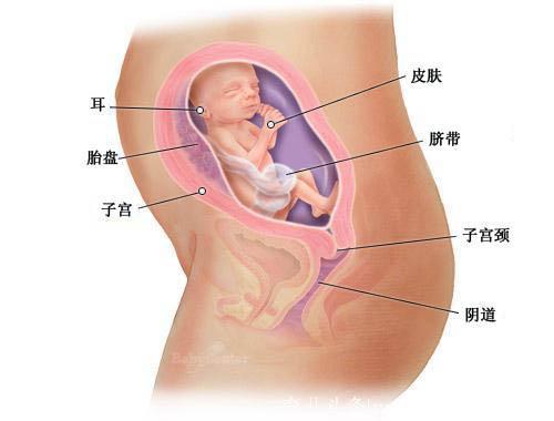 怀孕第1周到40周胎儿发育全过程，母亲真的好伟大！