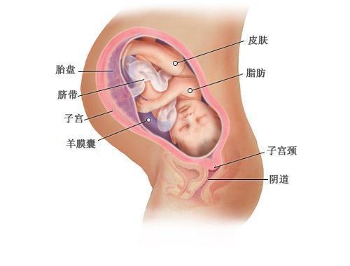 怀孕第1周到40周胎儿发育全过程，母亲真的好伟大！