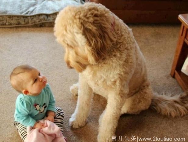 最温馨的瞬间：养宝宝一定也要养宠物，因为会是宝宝最好的伙伴！