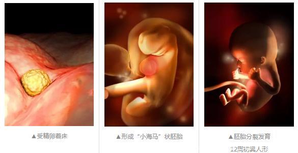 怀胎十月，胎宝宝都在妈妈肚子里干嘛呢？跟你说，超忙！