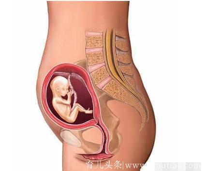 宝宝在妈妈肚子里发育全过程图解，值得一看！