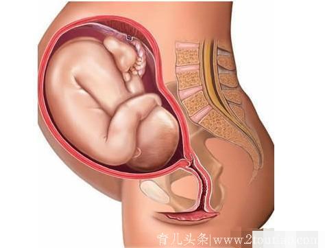 宝宝在妈妈肚子里发育全过程图解，值得一看！