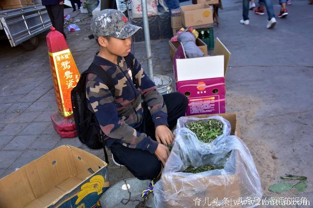 赤峰初中男孩自食其力，晚上放学后上山挖野菜，早市卖完去上学