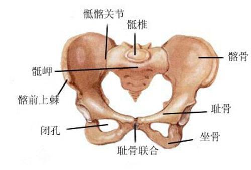 终于知道为什么耻骨痛了，当个孕妈真不容易啊！