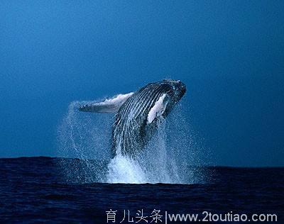 太可怕了！蓝鲸在进攻，死亡威胁你的孩子，他能躲过吗？
