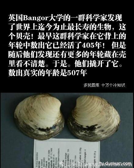 冷知识大全（第九弹），屎壳郎不是什么是都吃而是偏爱马和狗的