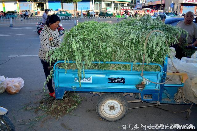 农村大嫂，端午节拔了一车艾蒿，给孩子换了一身衣服，还买了玩具