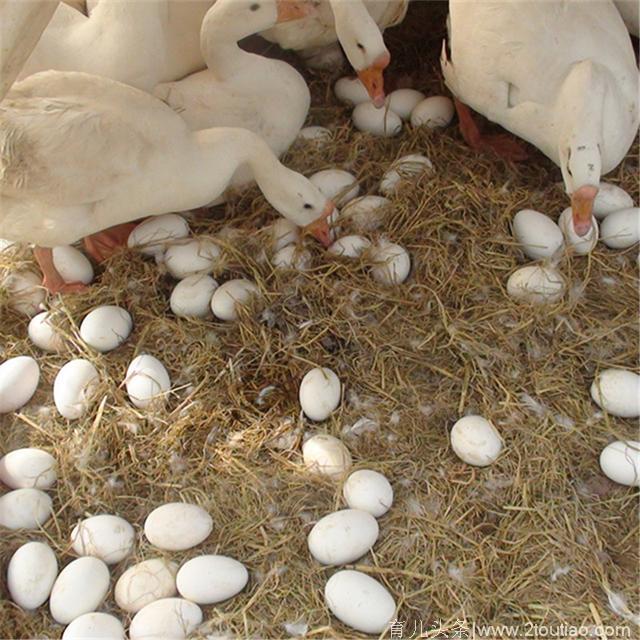 吃鹅蛋能去胎毒吗？扯！