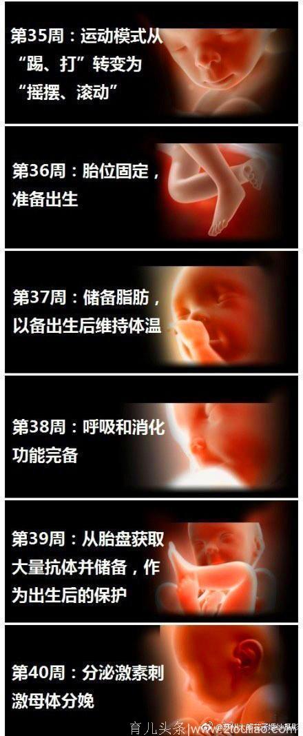 胎儿1—40周的影像图，生命真的太奇妙！