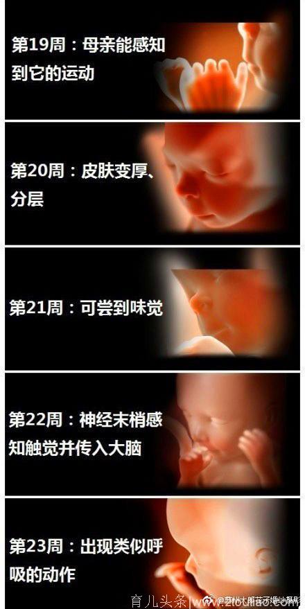 胎儿1—40周的影像图，生命真的太奇妙！