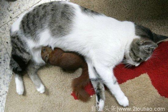 动物界中各种跨越种族的母爱