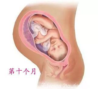 暖心！胎儿1-10月的生长发育及分娩过程