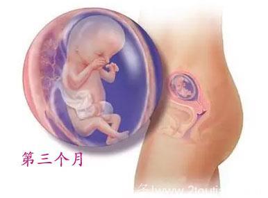 暖心！胎儿1-10月的生长发育及分娩过程