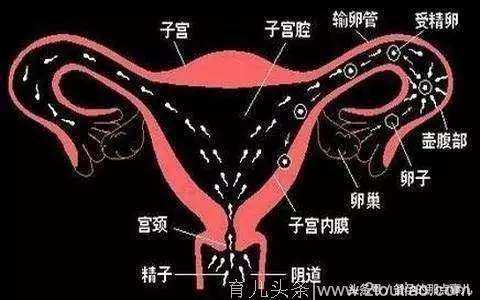 不孕为什么都要先查输卵管好坏？