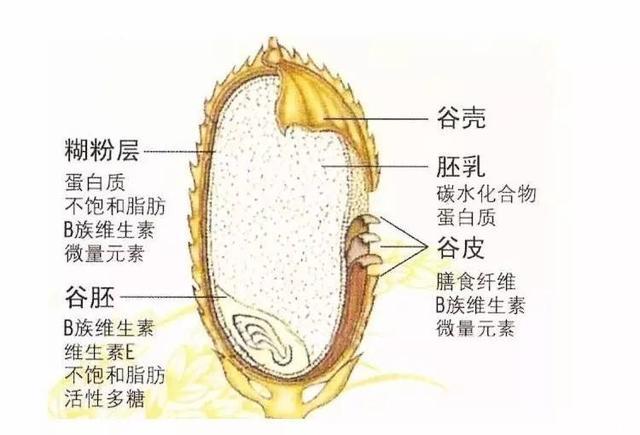 打开孩子胃口，消暑解毒就这一碗粥