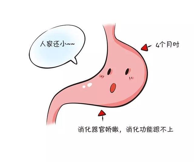 宝宝吃辅食的最佳时机为啥是6个月？