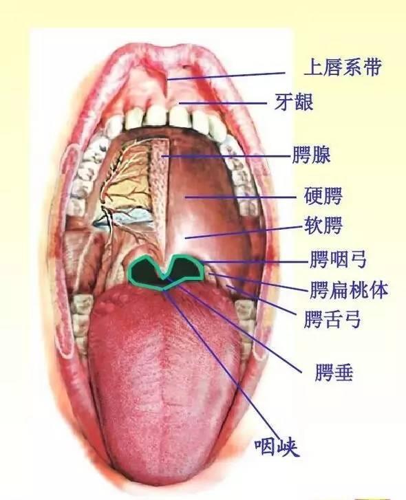 疱疹性咽颊炎高峰期到来，80%的幼儿可能中招，这种办法让孩子平安度过