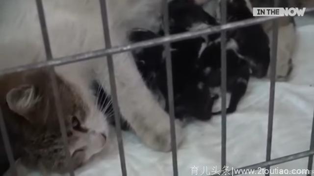母猫为了拯救肚子里的宝宝在诊所前哀嚎求助，当门一被打开