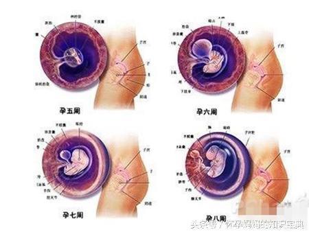 十月怀胎到底经历了什么？多图解析胎儿发育和孕妇身体变化