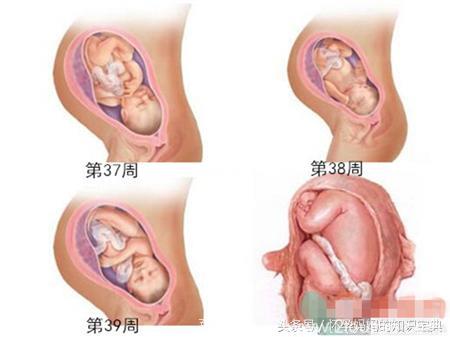 十月怀胎到底经历了什么？多图解析胎儿发育和孕妇身体变化