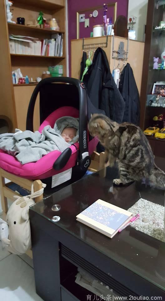 家里老猫一直盯着婴儿看，孩子被抱走后，老猫露出本来的面目