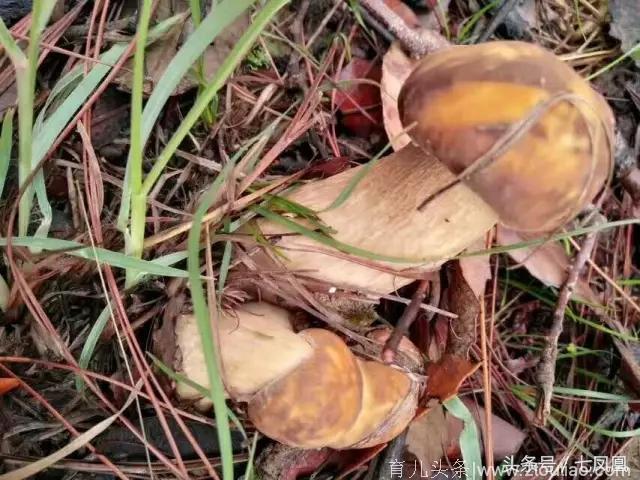 美食野生蘑菇牛肝菌鸡枞菌都出疯啦，你妈妈喊你回家捡菌子了！