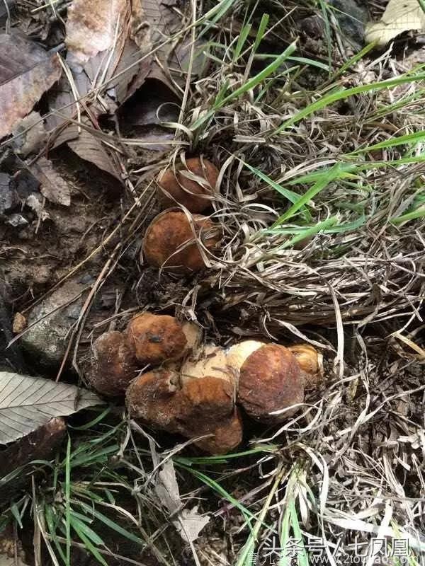 美食野生蘑菇牛肝菌鸡枞菌都出疯啦，你妈妈喊你回家捡菌子了！