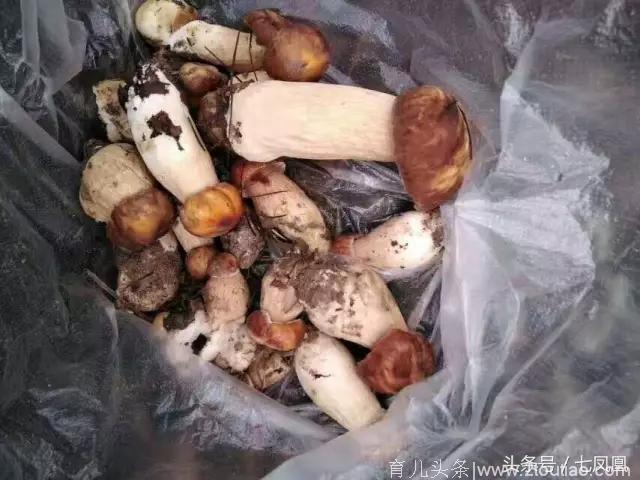 美食野生蘑菇牛肝菌鸡枞菌都出疯啦，你妈妈喊你回家捡菌子了！