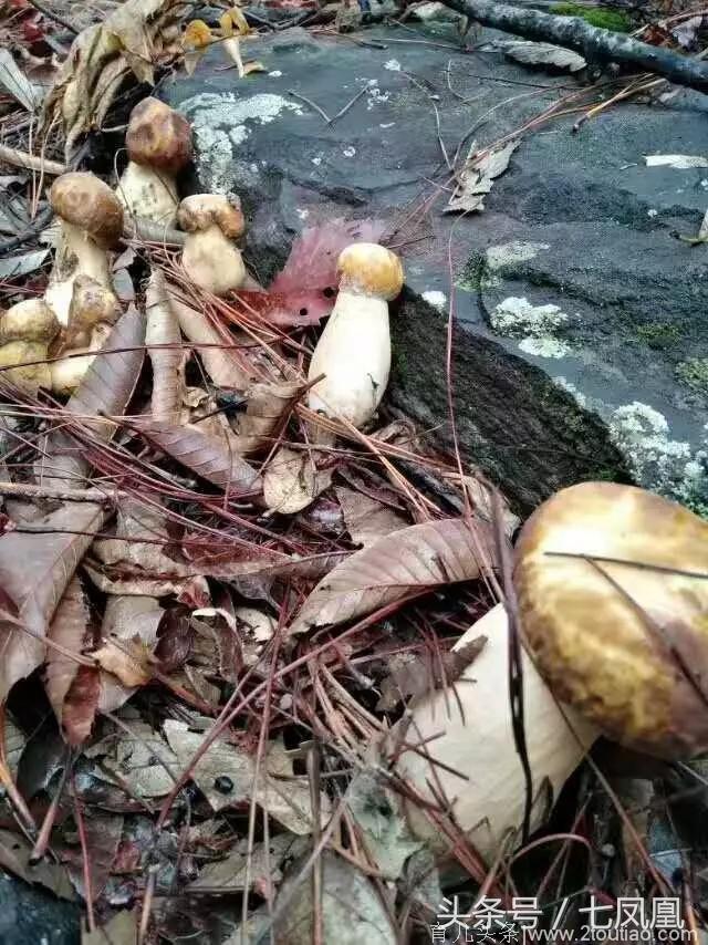 美食野生蘑菇牛肝菌鸡枞菌都出疯啦，你妈妈喊你回家捡菌子了！