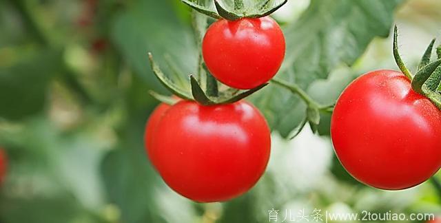 天然食材吃出健康——番茄