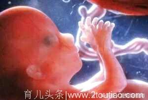 十月成长：来自子宫的胎儿自拍照