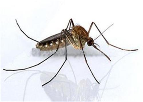 蚊子最怕它，自制一个不到1块钱的驱蚊水，睡前喷一喷，蚊子全死光~