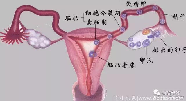 胎儿性别，左侧排卵生男孩，右侧排卵生女孩准吗