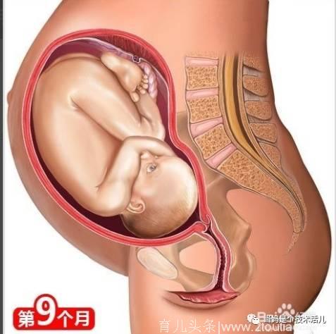 揭秘胎儿每月发育过程图！原来十月怀胎是最大的奇迹！