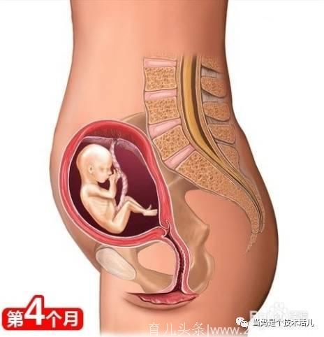 揭秘胎儿每月发育过程图！原来十月怀胎是最大的奇迹！