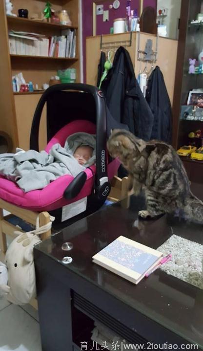 家中老猫一直盯着婴儿看，孩子抱着后，老猫露出真实面目！