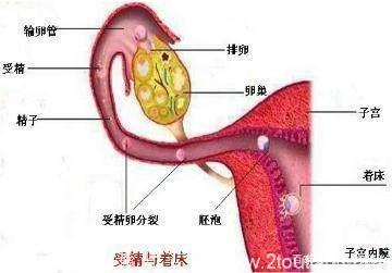 备孕期间如果有这几种微妙的感觉，恭喜您备孕成功