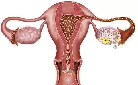 子宫内膜太薄导致无法怀孕？这两个原因会让子宫越来越薄！