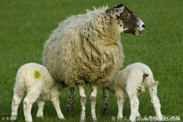 产后羔羊母羊护理：做好这些，一年两胎不是问题！