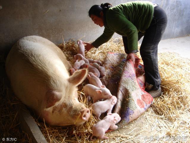 母猪产后子宫炎，养猪人如何解决，才能减少损失