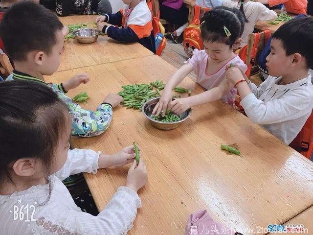 剥豌豆比赛 逸夫学校幼儿园幼儿劳动实践感受劳动乐趣