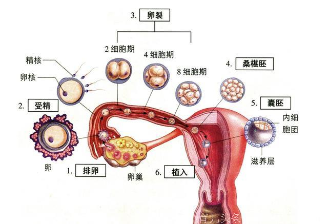 春季这样备孕，让你轻松接好孕