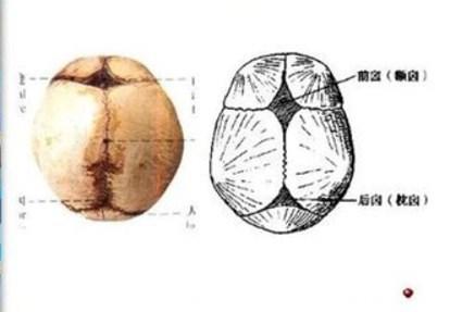 婴儿的“小囟门”有“大学问”，每个家长都必须了解！